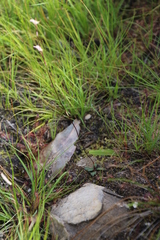 Disa inflexa