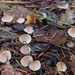 Mycena metata - Photo (c) Иван Матершев, algunos derechos reservados (CC BY-NC), subido por Иван Матершев