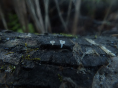 Phloeomana alba