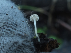 Phloeomana alba