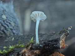 Phloeomana alba