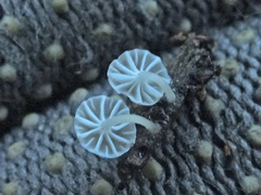 Phloeomana alba