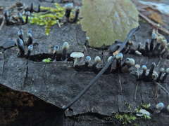Phloeomana alba