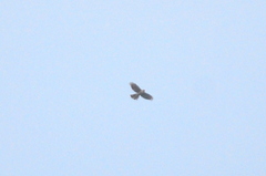 Accipiter gularis