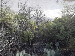 Arctostaphylos glauca