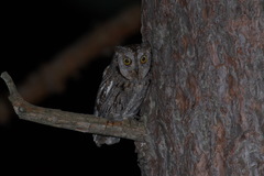 Otus scops