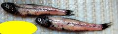 Lancet Fish photo 4