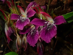 Zingiber shuanglongensis