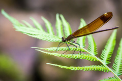Calopteryx cornelia