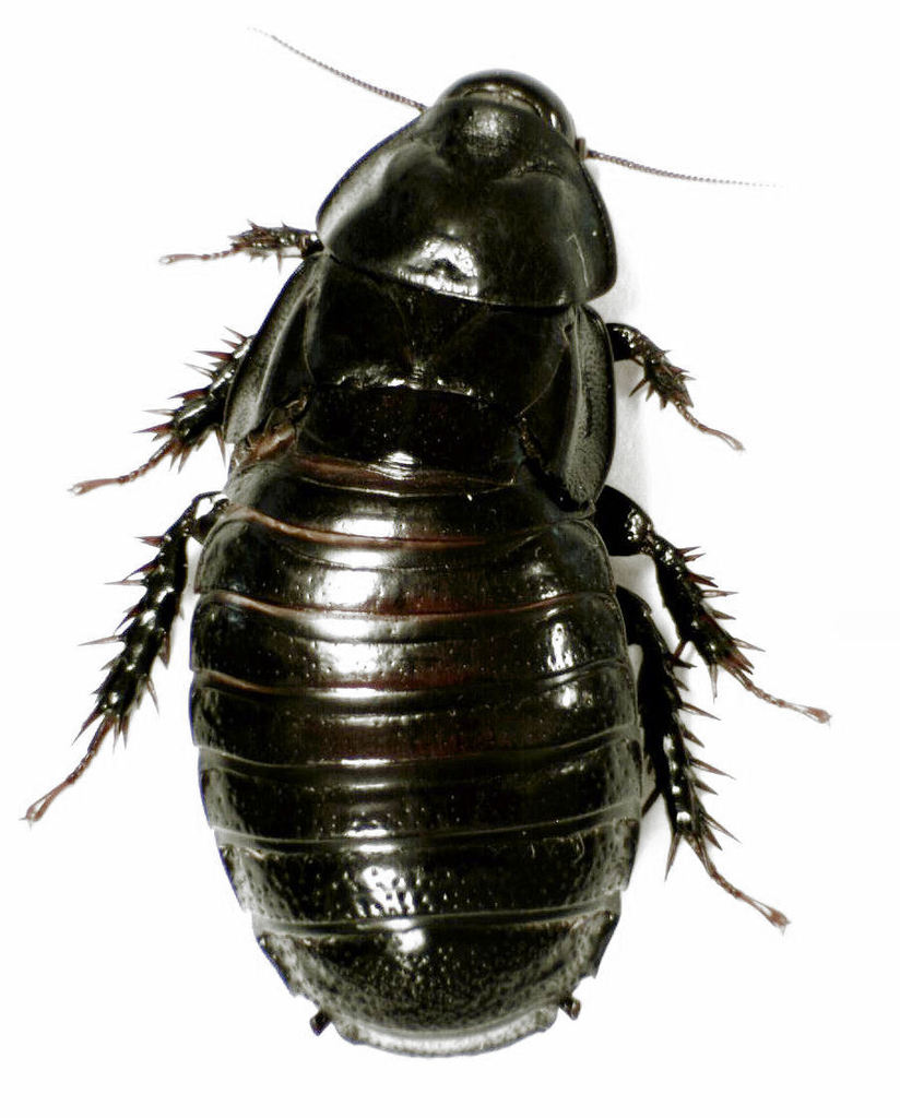 Panesthia