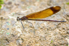 Calopteryx cornelia