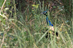 Pavo cristatus