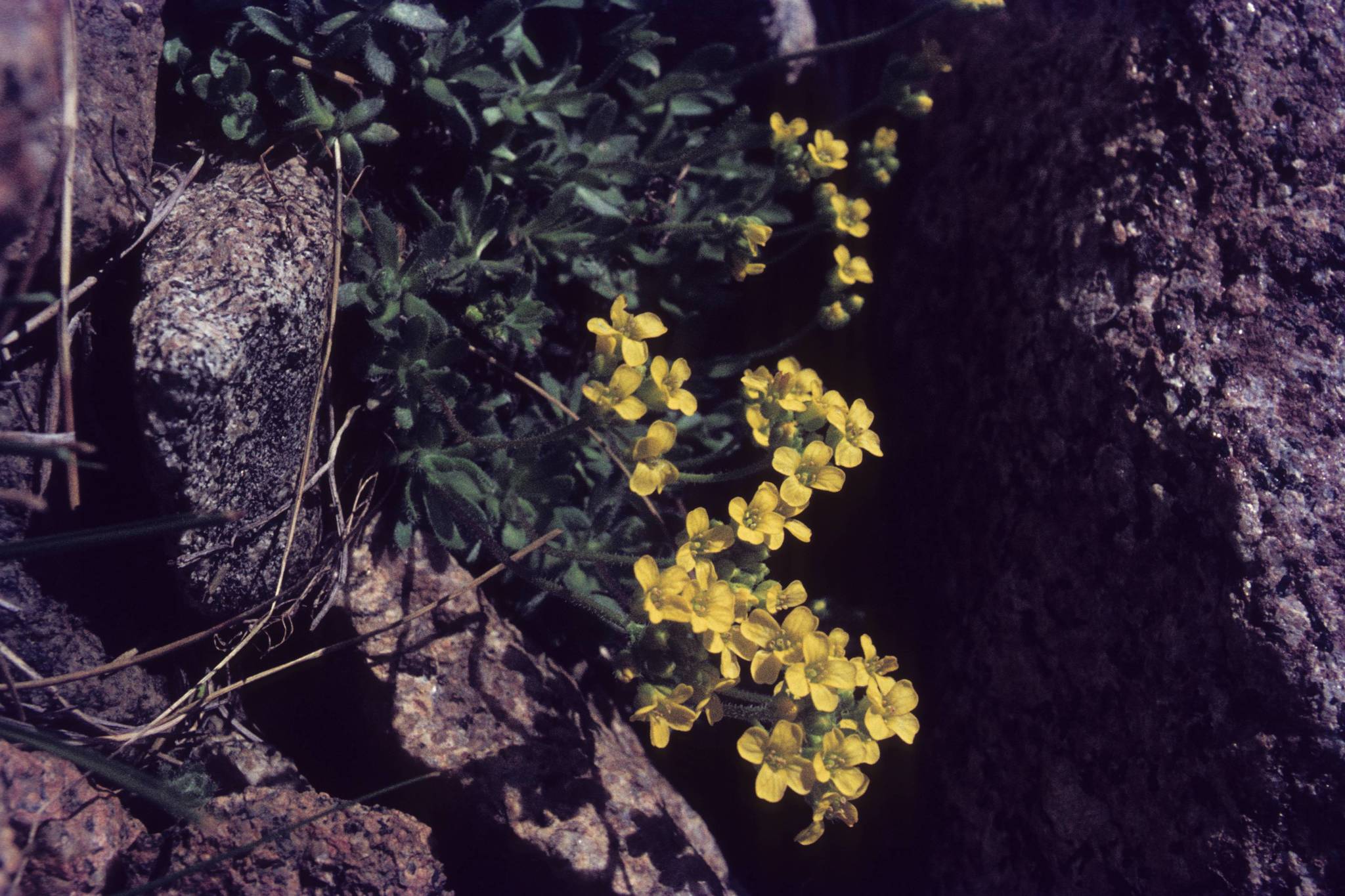 Draba cruciata