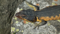 Pseudocordylus melanotus