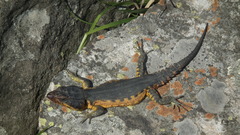 Pseudocordylus melanotus
