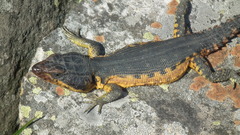 Pseudocordylus melanotus