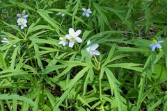 Anemonoides caerulea