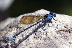 Argia rhoadsi