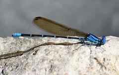 Argia rhoadsi