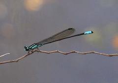 Acanthagrion quadratum