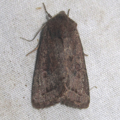 Eriopygini