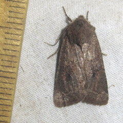 Eriopygini