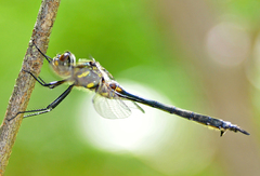 Somatochlora elongata