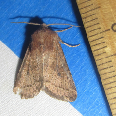 Eriopygini