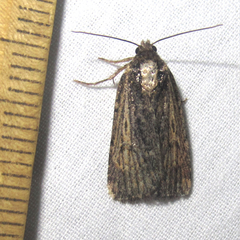 Abagrotis nanalis
