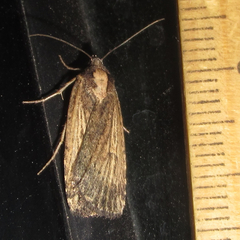 Abagrotis nanalis