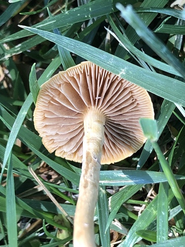Common Fieldcap