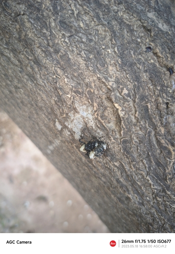 Eucryptorrhynchus brandti