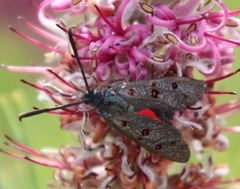 Neurosymploca caffra