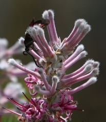 Neurosymploca caffra