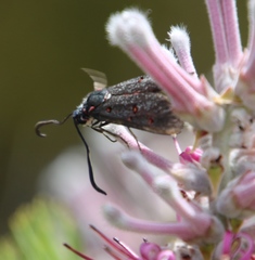 Neurosymploca caffra