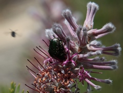 Leucocelis adspersa adspersa