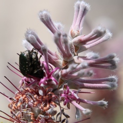 Leucocelis adspersa adspersa