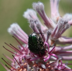 Leucocelis adspersa adspersa