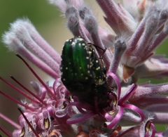 Leucocelis adspersa adspersa