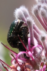 Leucocelis adspersa adspersa