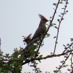 Urocolius macrourus