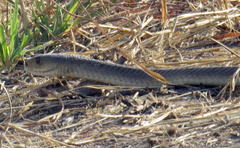 Dendroaspis polylepis