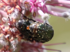 Leucocelis adspersa adspersa