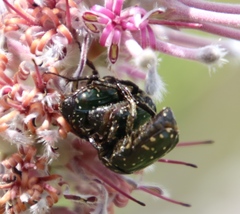 Leucocelis adspersa adspersa