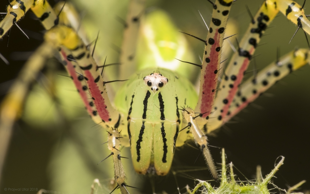 Peucetia graminea