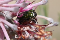 Leucocelis adspersa adspersa