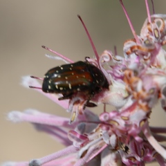 Leucocelis adspersa adspersa