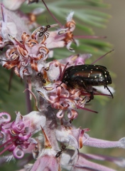 Leucocelis adspersa adspersa