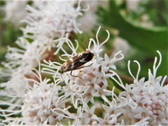 Scythris trivinctella