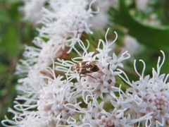 Scythris trivinctella